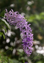 IMG_1735a